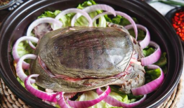 怎样杀甲鱼视频,揭秘高效杀甲鱼技巧